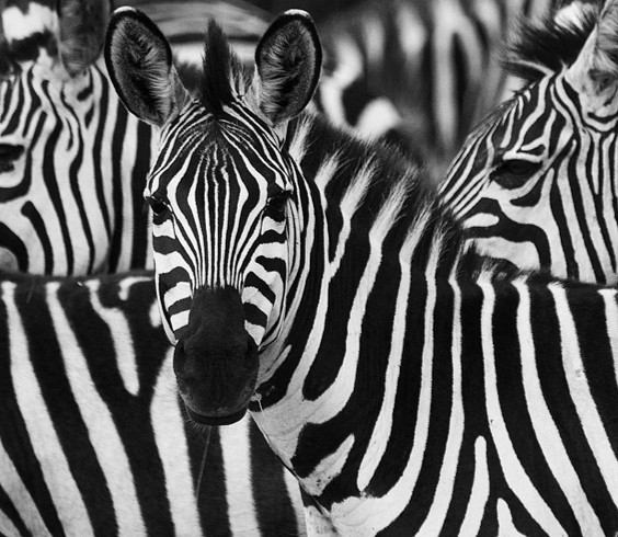 Zèbre en noir et blanc